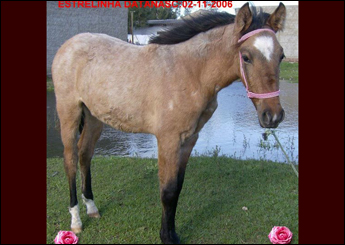 ESTRELINHA