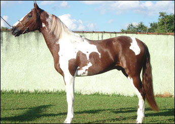 TITANIUM DA EXPERT