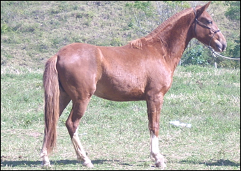 HIMALAIA LENDA