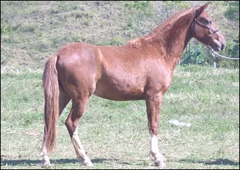 HIMALAIA LENDA