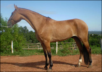 OTHUS DA HELVÉTIA