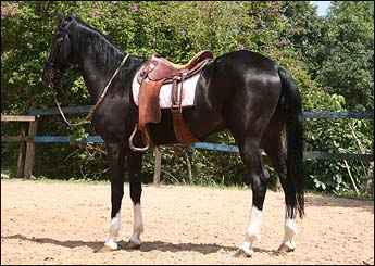 CONQUISTADOR VHC