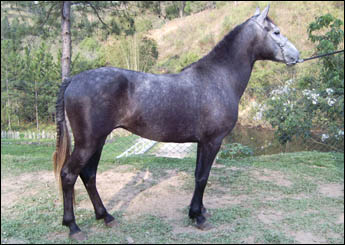 SOKAWHARA DO BERMA