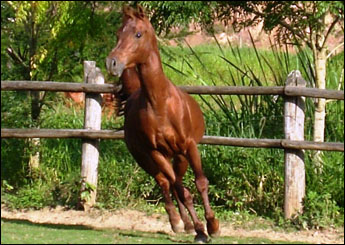 AL SHARIF