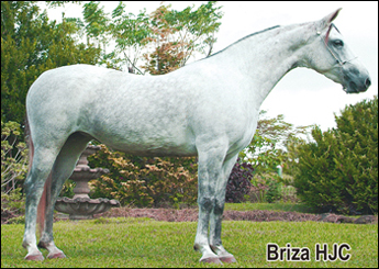 BRIZA HJC