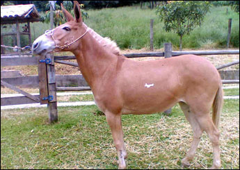 GOIANA