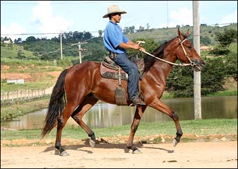 QUIPEMBE DO NEVOEIRO