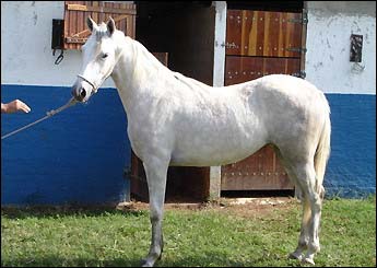 BRUNA