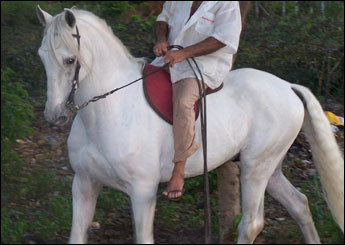 FARAO