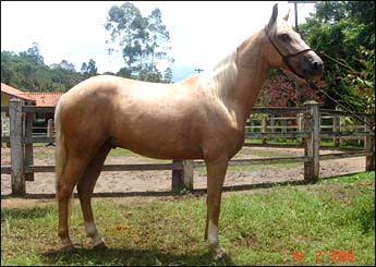 IMPERADOR DA ÉCLIA