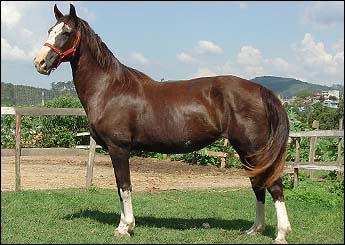 JANGALA DO COPI