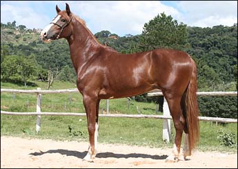 REINADO DA JANGA