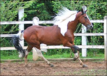 INDIANO DO RASF