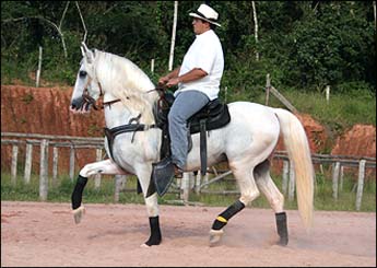 MANCHA JA