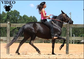 ISAURA