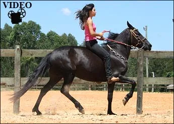 ISAURA