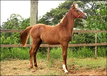 TUPÃ DO LUTY
