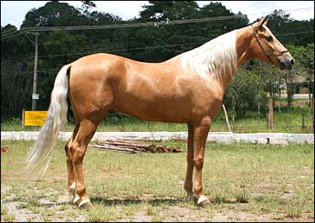 CARAMELO
