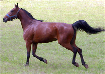 ALBION C.K.S BECHAMEL