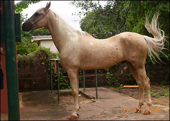 BAIO MARILHO
