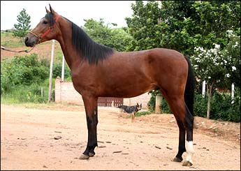 BARÃO DO ZOO