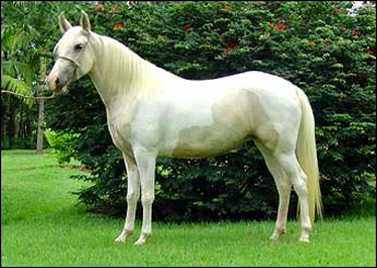 PAQUITA RJR