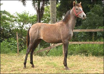 CARTILHA DO LUTY