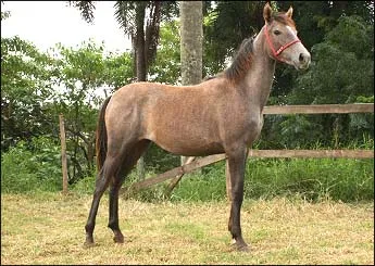 CARTILHA DO LUTY