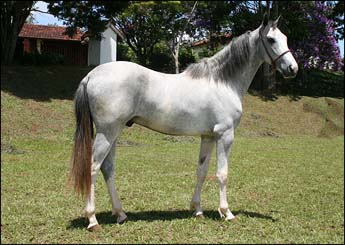CADORO EBE
