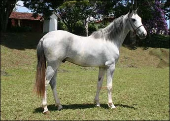 CADORO EBE