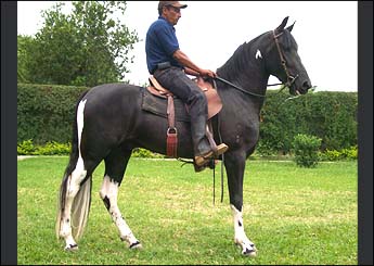 EMBAIXADOR DO OVB