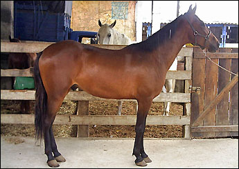 MULEQUE MINEIRO