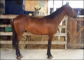 MULEQUE MINEIRO