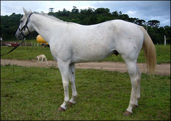 QUINARIUS GRAY SN