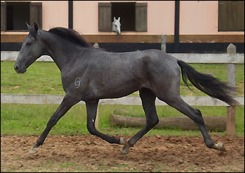 DANÚBIO DO GUARIPOCABA