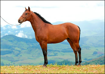 DRUIDA´S HILL