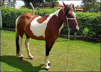 TRICOLOR
