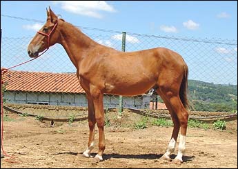 GALANTE HR