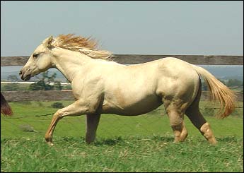 SWIFT GOLDEN