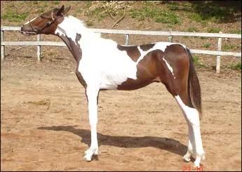 SABINO RPN