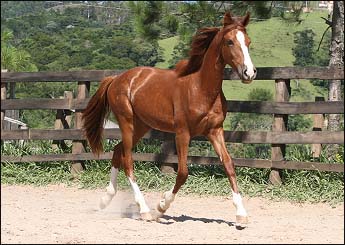 COMANCHE YB