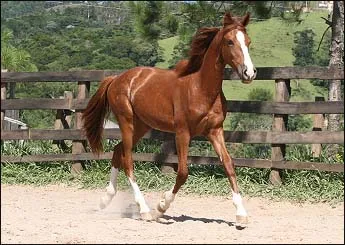 COMANCHE YB