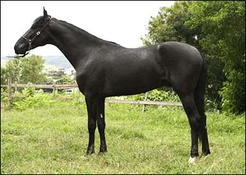 AZEVICHE DA ESMERALDA