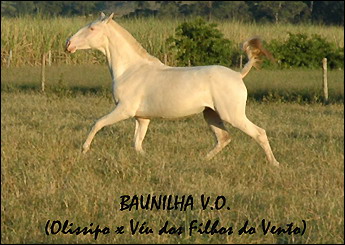 BAUNILHA V.O.
