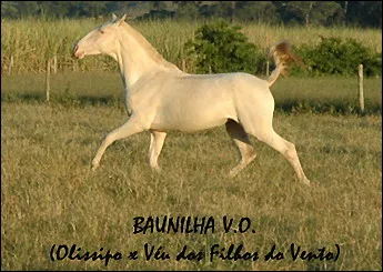 BAUNILHA V.O.