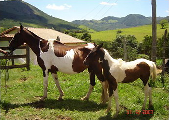 BAHIANA HNN