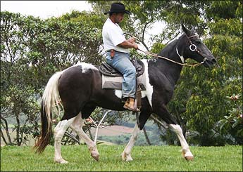 GUARANI