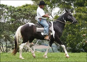 GUARANI
