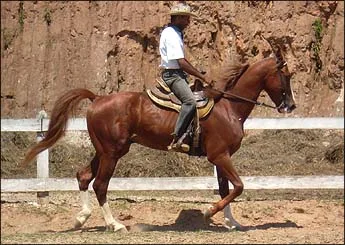 MALVAN ATR