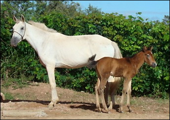 GERATRIZ DE ANANIAS